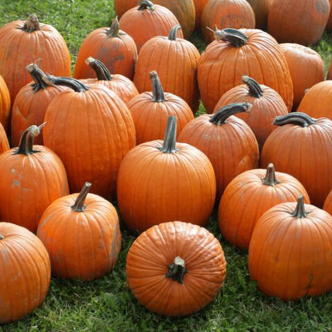 Blackwood pumpkin festival rescheduled as ian moves in - photo licensed by shore news network.