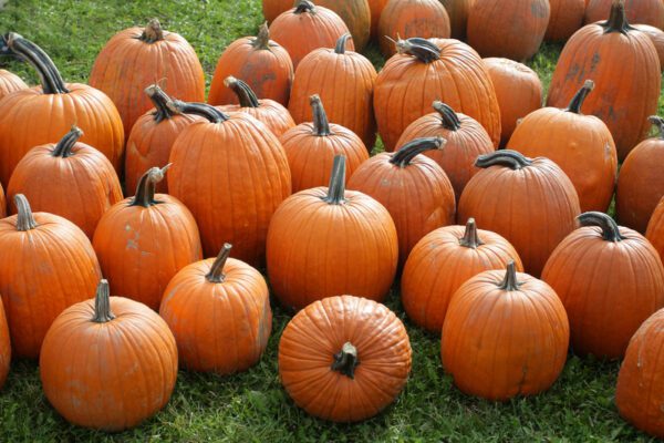 Blackwood Pumpkin Festival rescheduled as Ian moves in