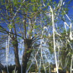 House and front yard wrapped in toilet paper by pranksters, © Joe Sohm