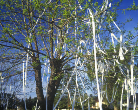 House and front yard wrapped in toilet paper by pranksters, © Joe Sohm