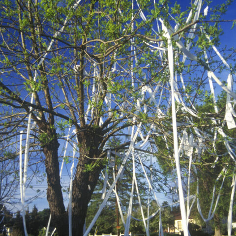 House and front yard wrapped in toilet paper by pranksters, © joe sohm
