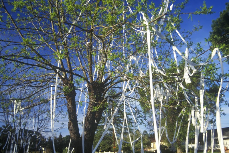 House and front yard wrapped in toilet paper by pranksters, © Joe Sohm