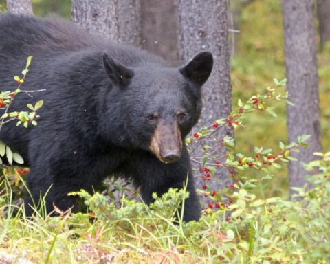 Black bear - File Photo.