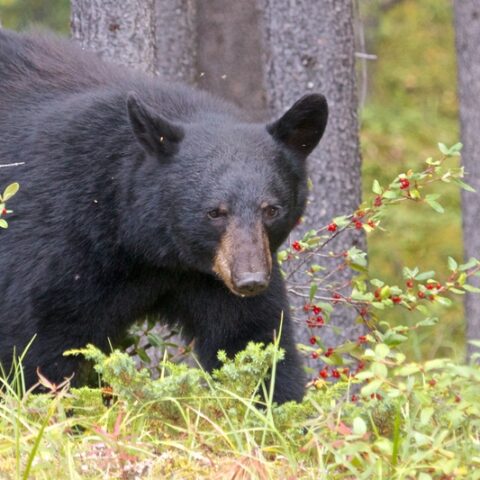 Black bear - file photo.