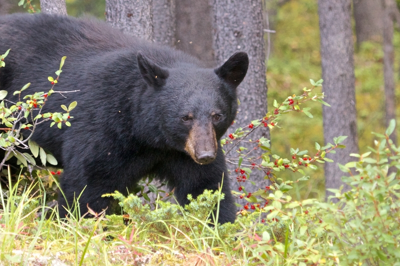 Black bear - File Photo.
