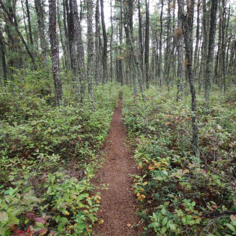 Jackson pathfinders celebrate 25 years of community and conservation - photo licensed by shore news network.