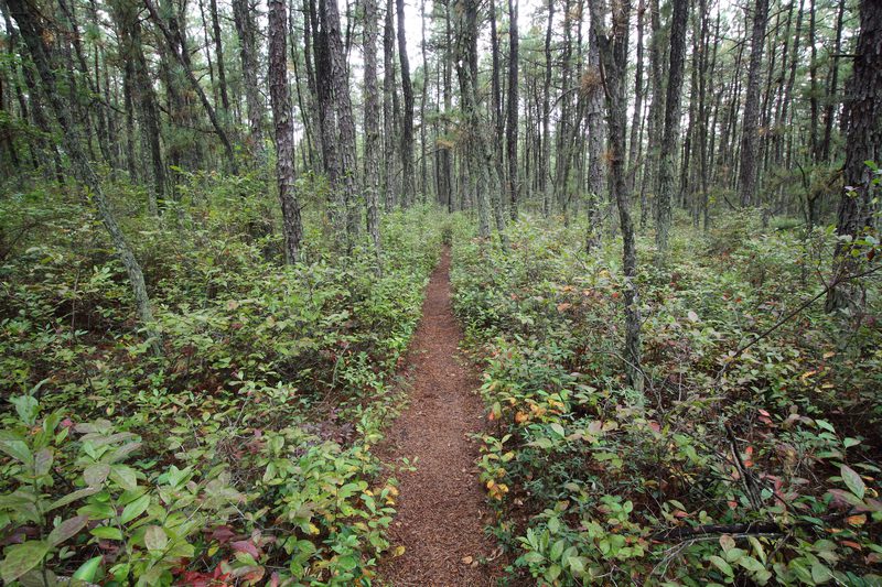 Jackson Pathfinders celebrate 25 years of community and conservation
