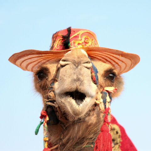 Only in las vegas: camel waits on drive-through line at in-n-out burger - photo licensed by shore news network.
