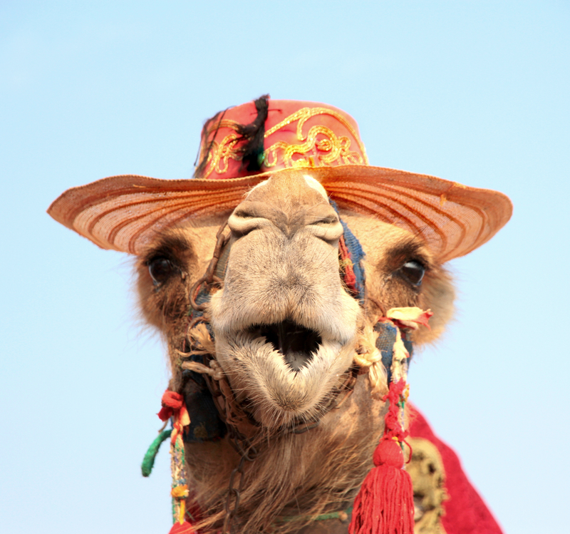 Only in Las Vegas: Camel waits on drive-through line at In-N-Out burger