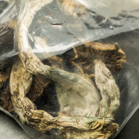 Psilocybin mushrooms