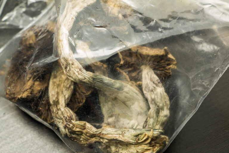 Psilocybin Mushrooms