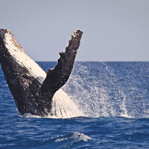 Humpback deaths in 2023 tie yearly record set in 2002 - photo licensed by shore news network.