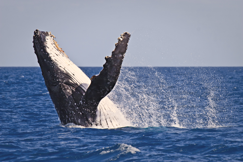 Watch: Humpback whales giving the Jersey Shore quite a show this week