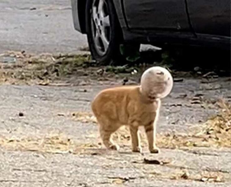 Kitten with head stuck in fishbowl shaped jar rescued