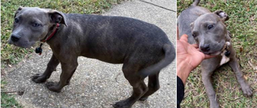 D.C. Man Shot At While Chasing Down Puppy Snatcher
