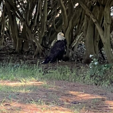 Bald eagle injured in rumble with two others in howell - photo licensed by shore news network.