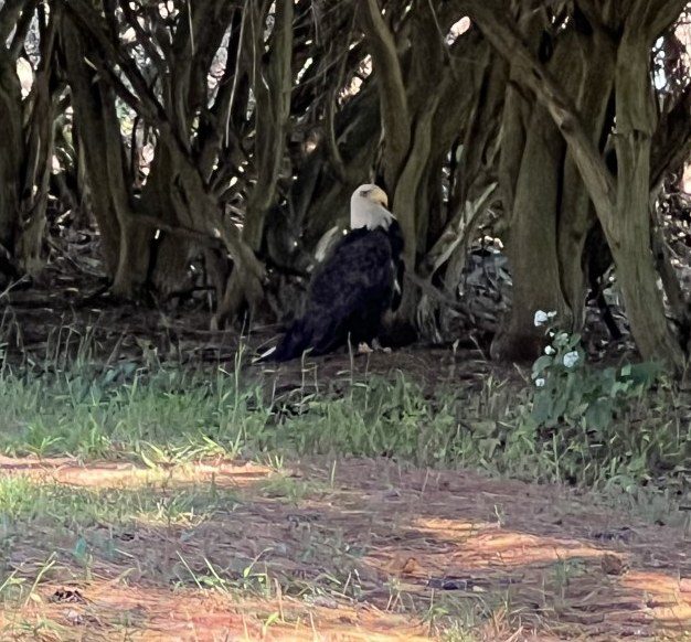 Bald Eagle injured in rumble with two others in Howell
