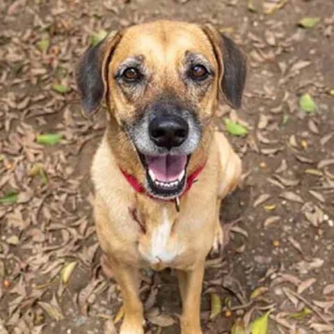 Sukie photo credit amigos de los animales puerto rico