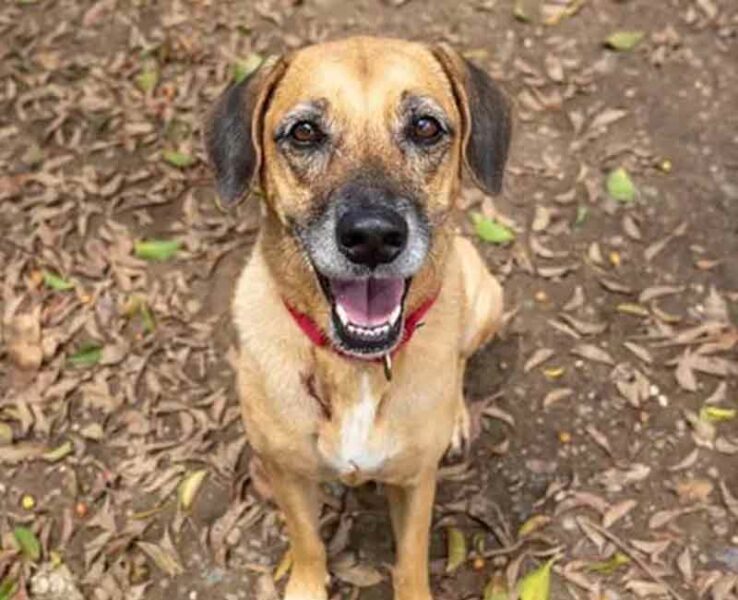 Dog that escaped from Newark Airport 31 days ago found happy and healthy