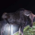 Moose rescued from fence in CT. Photo by CT State Environmental Police
