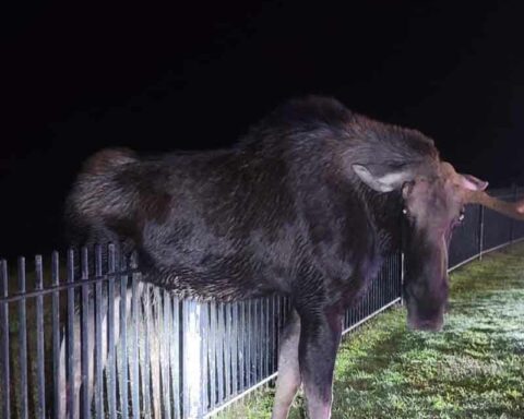 Moose rescued from fence in CT. Photo by CT State Environmental Police