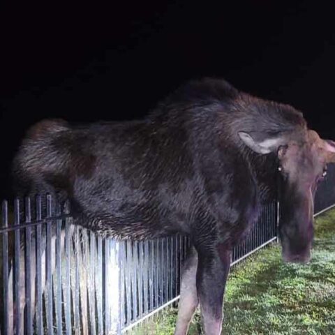 Moose rescued from fence in ct. Photo by ct state environmental police