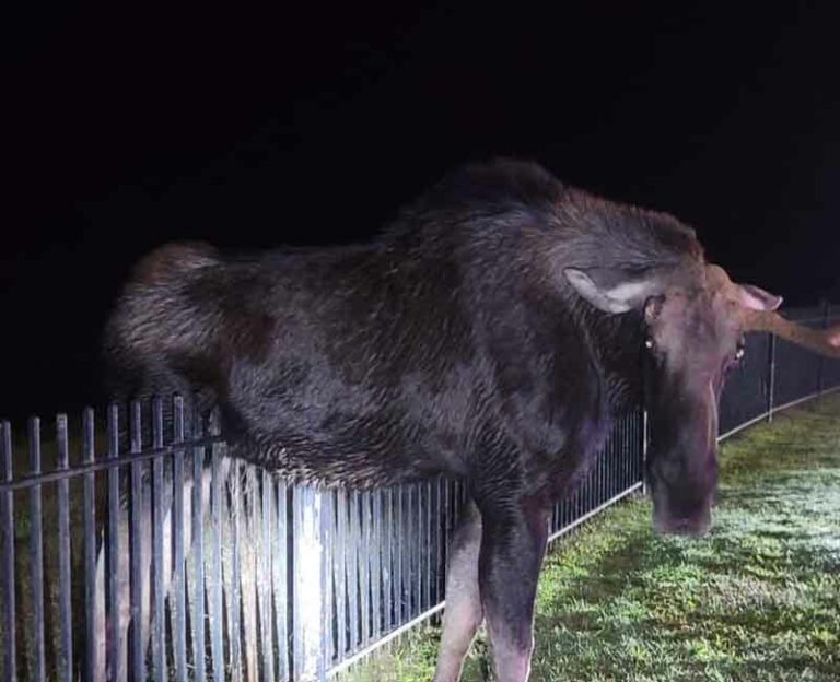 Moose rescued from fence in ct. Photo by ct state environmental police