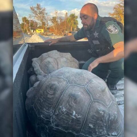 Two galapagos tortoises rescued by lee county sheriff's officers in fort meyers - photo licensed by shore news network.