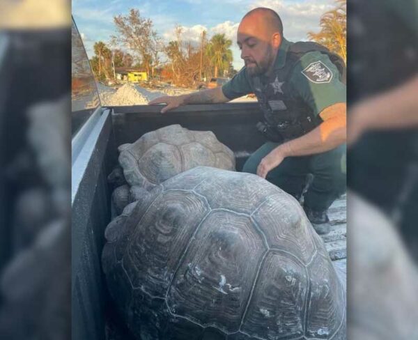 Two Galapagos tortoises rescued by Lee County Sheriff's officers in Fort Meyers