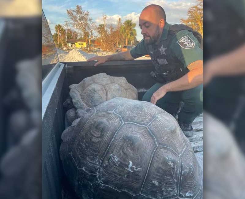 Two Galapagos tortoises rescued by Lee County Sheriff's officers in Fort Meyers