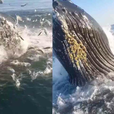 Fisherman, son catch amazing close encounter with humpback whale at jersey shore on video - photo licensed by shore news network.