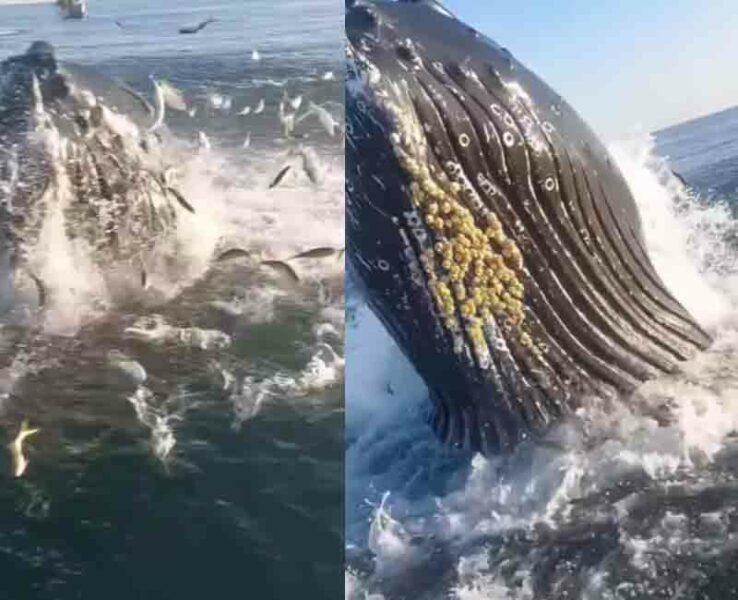 Fisherman, son catch amazing close encounter with humpback whale at jersey shore on video