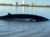 Local fisherman helps whale stuck on jersey shore bay sandbar Photo by marine mammal stranding center
