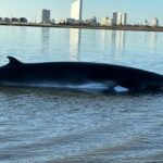 Photo by Marine Mammal Stranding Center