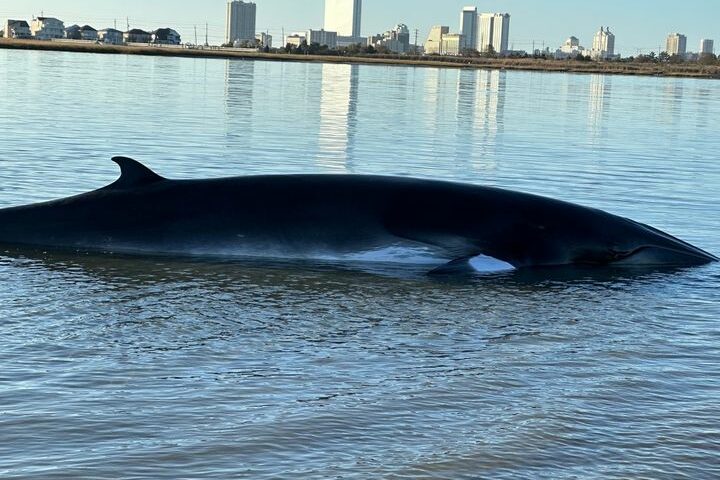Photo by Marine Mammal Stranding Center