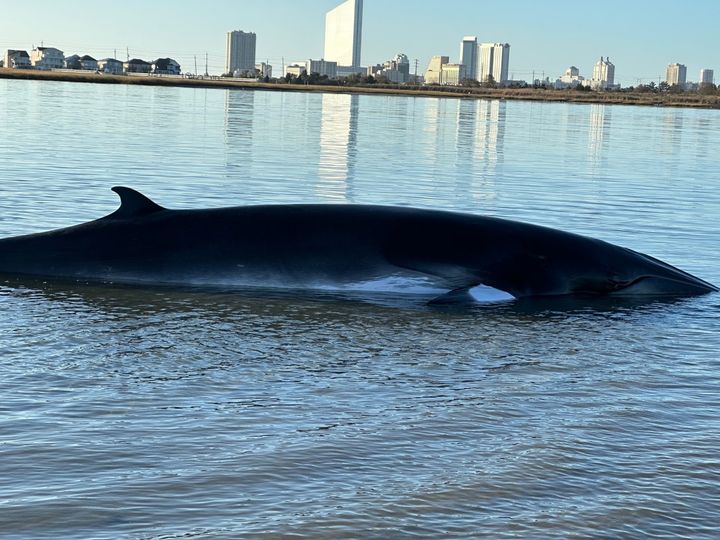 Photo by Marine Mammal Stranding Center