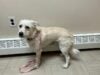 Dog pictured below was found in the area of the five corners intersection this morning. No microchip. Please contact apd at 609-641-0667.