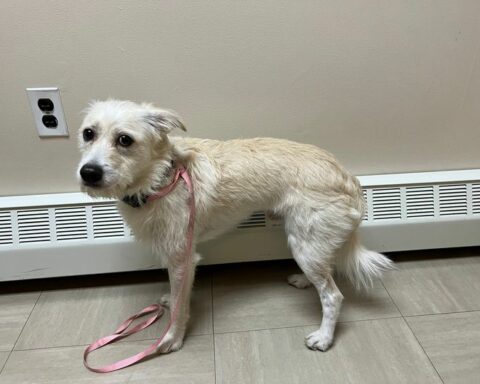 Dog pictured below was found in the area of the Five Corners intersection this morning. No microchip. Please contact APD at 609-641-0667.
