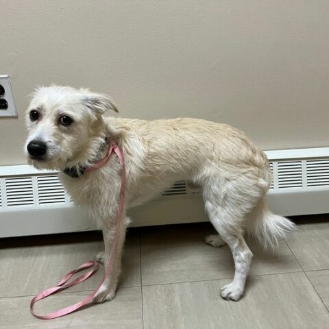 Dog pictured below was found in the area of the five corners intersection this morning. No microchip. Please contact apd at 609-641-0667.