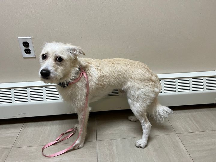 Dog pictured below was found in the area of the Five Corners intersection this morning. No microchip. Please contact APD at 609-641-0667.