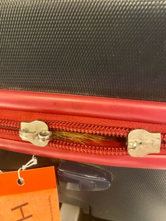 Cat inside suitcase at JFK International Airport.