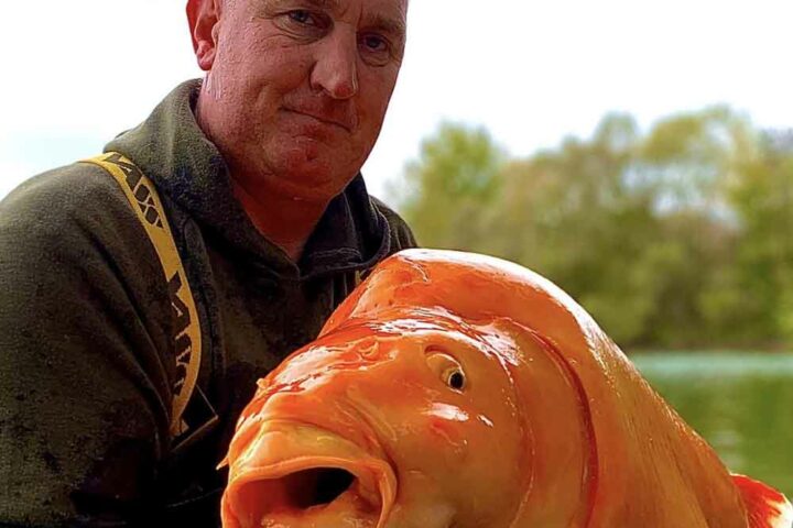 Bluewater Lakes - Photo of 67.4 pound goldfish Carrot.