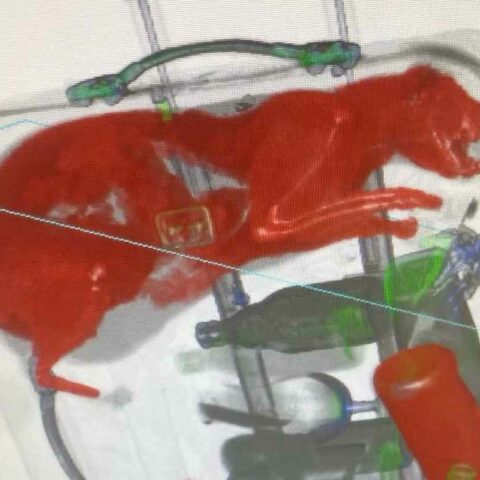 Xray scan of cat inside suitcase at jfk international airport.