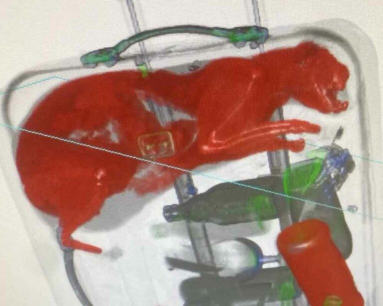 Xray scan of cat inside suitcase at JFK International Airport.
