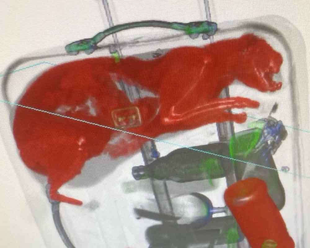 Xray scan of cat inside suitcase at JFK International Airport.