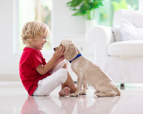 Child playing with baby dog. Kids play with puppy. Little boy and American cocker spaniel at couch at home.