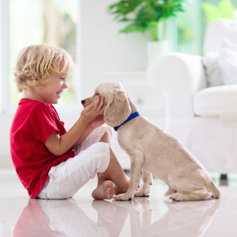 Child playing with baby dog. Kids play with puppy. Little boy and american cocker spaniel at couch at home.