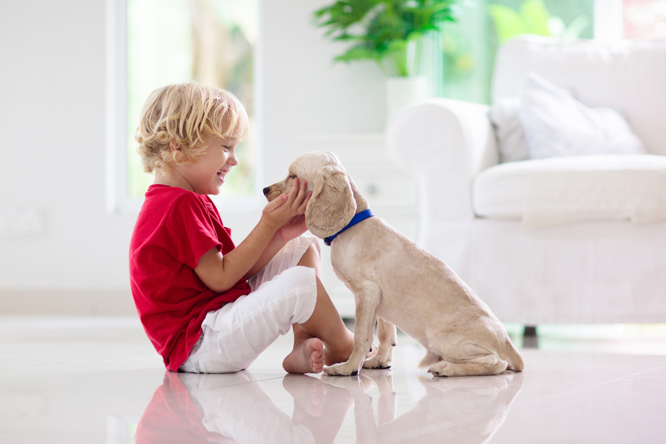 Child playing with baby dog. Kids play with puppy. Little boy and American cocker spaniel at couch at home.