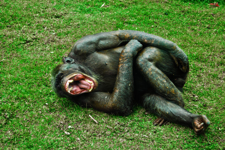 A monkey laughing.
