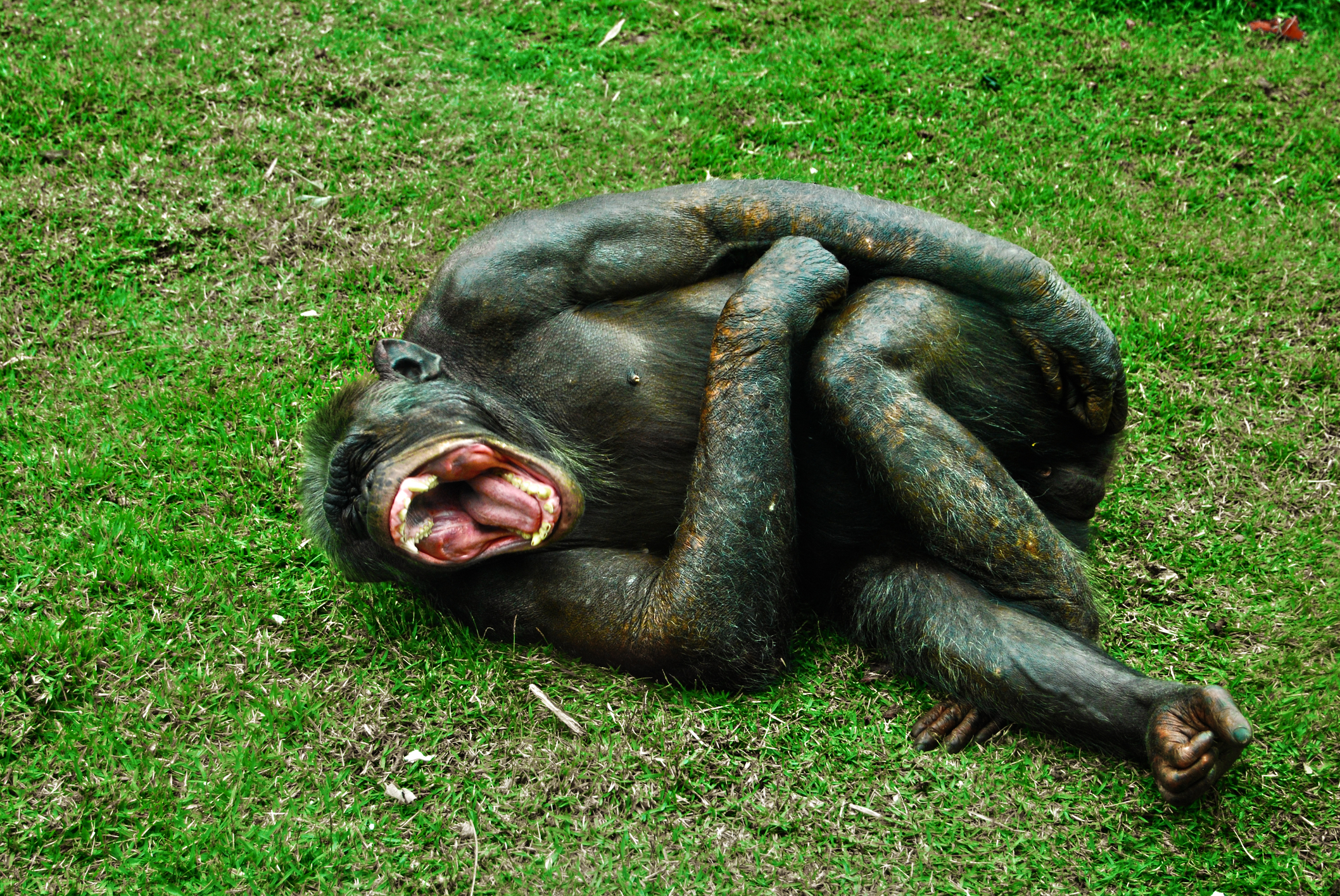 A monkey laughing.
